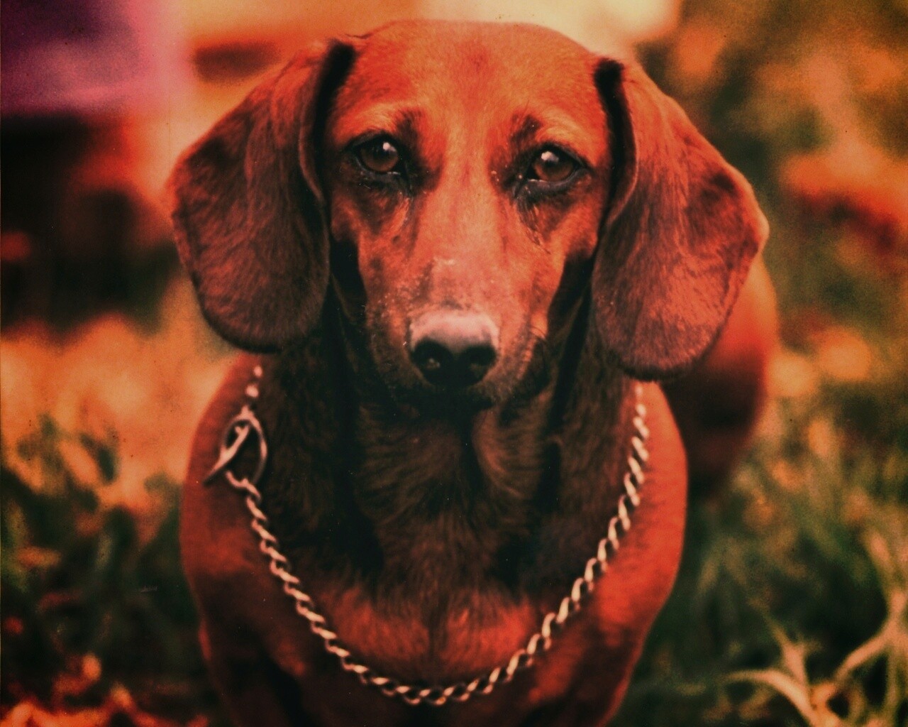 Рыжая такса обои