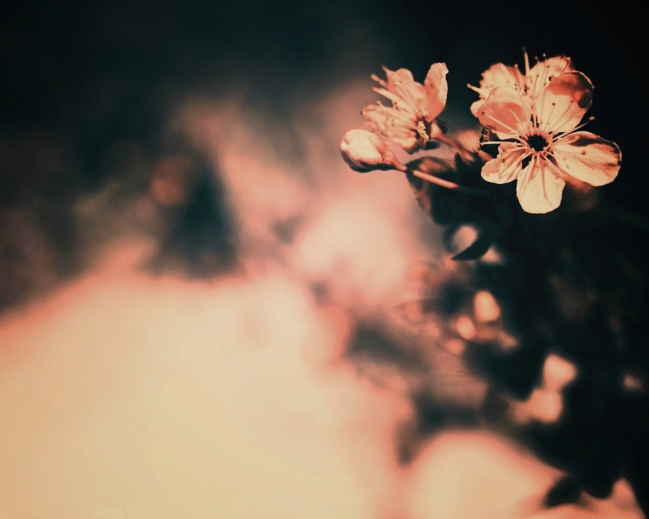 Цветок вишни обои