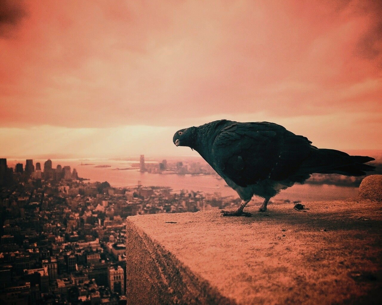 Любознательный голубь обои