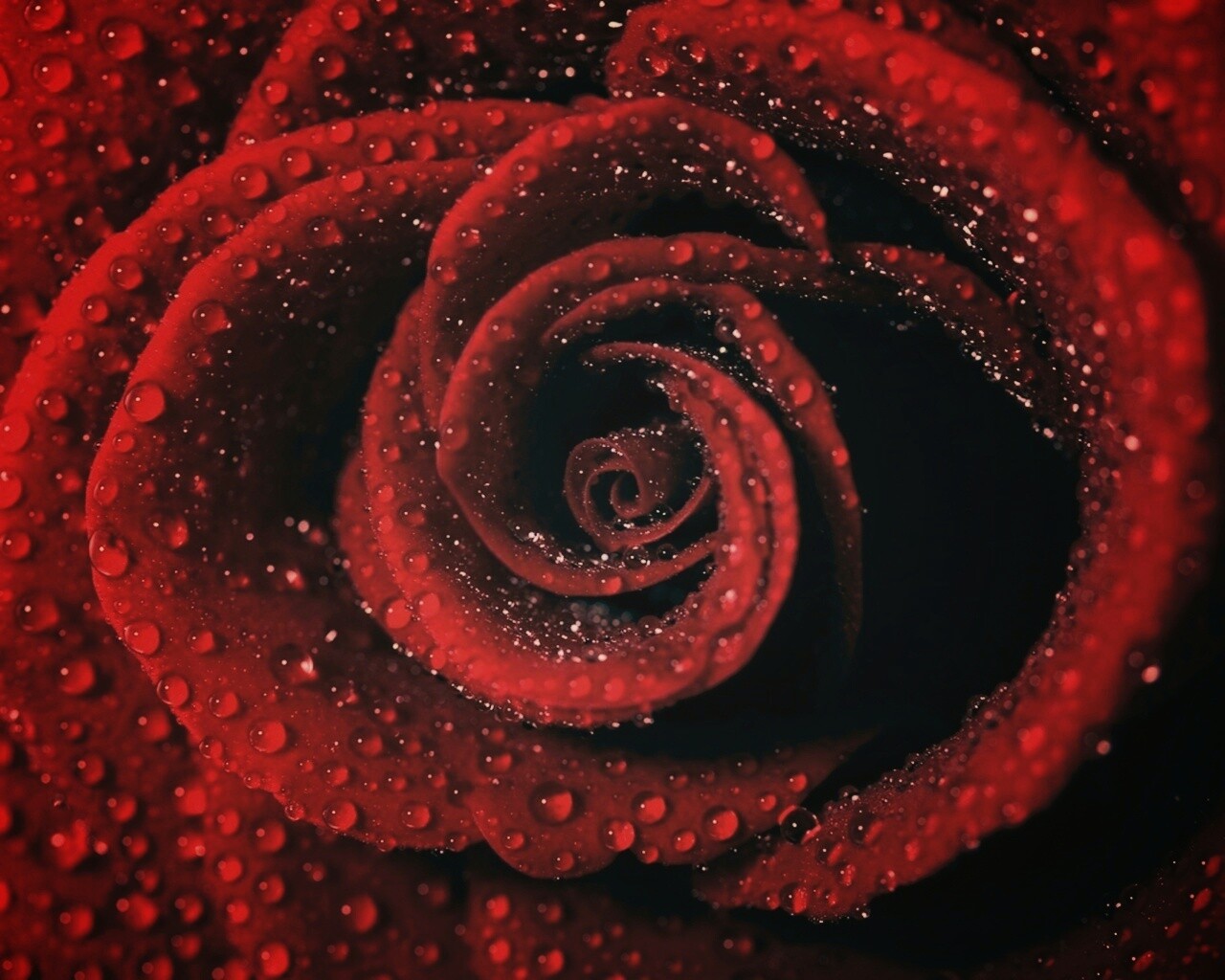Красная роза обои