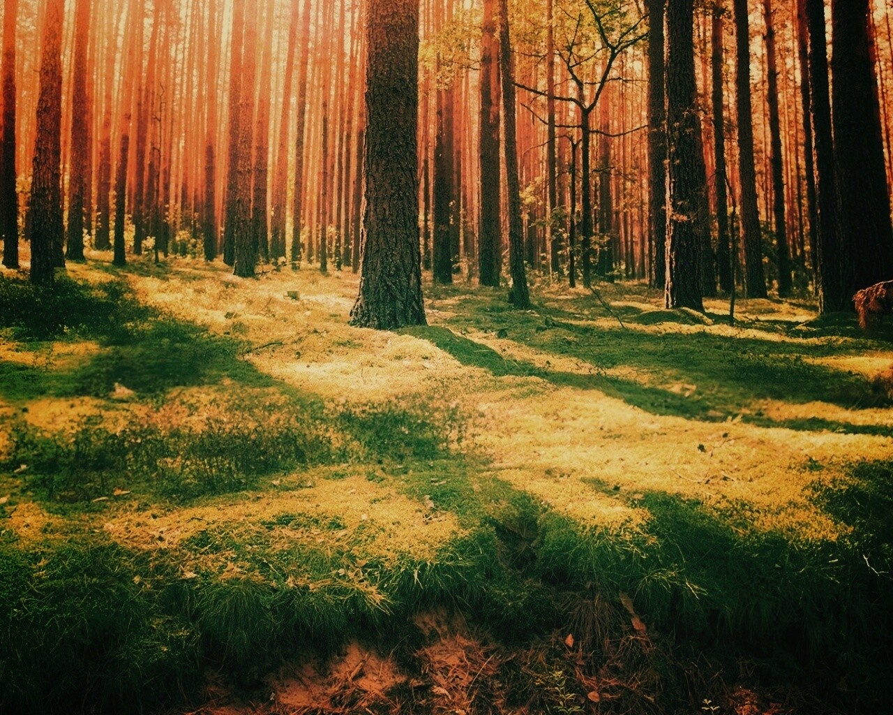 Солнечный лес обои