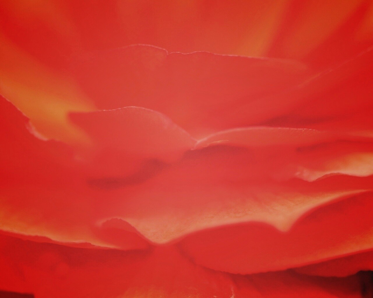 Лепестки красного цветка обои