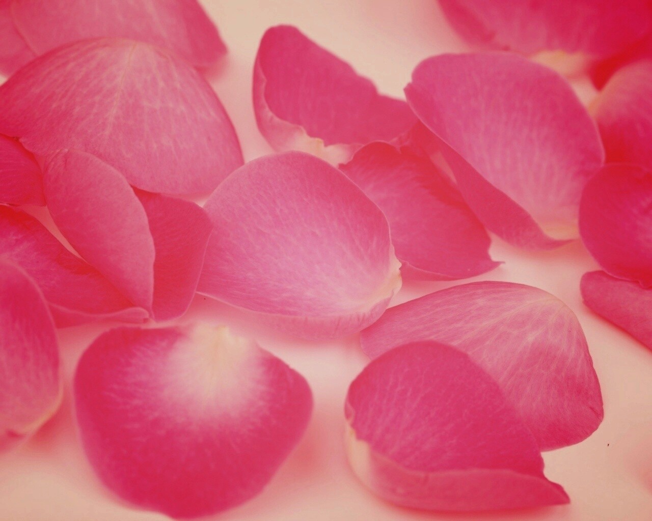 Лепестки розы обои