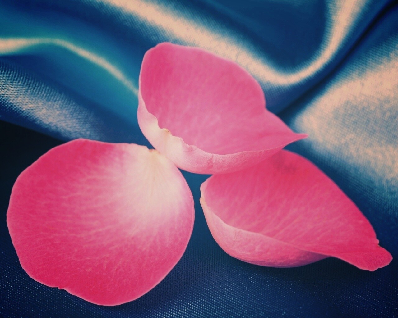 Лепестки розы на голубой ткани обои