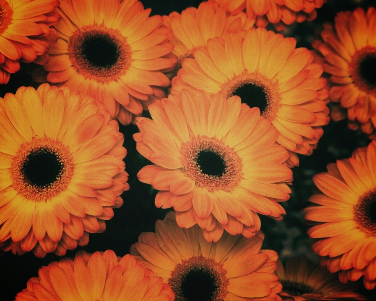 Желтые герберы обои