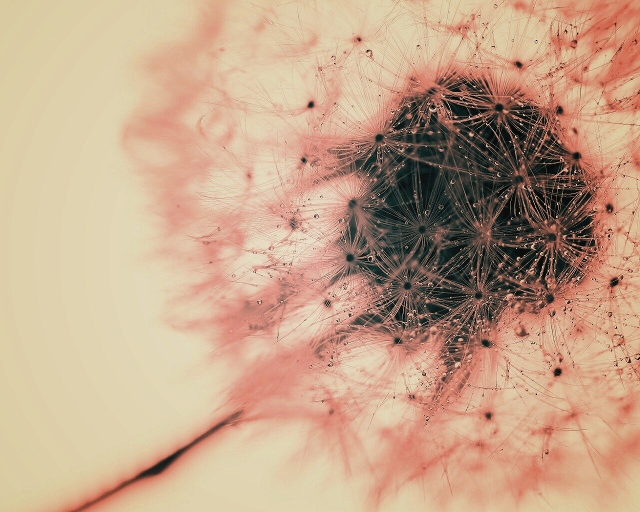 Одуванчик  обои