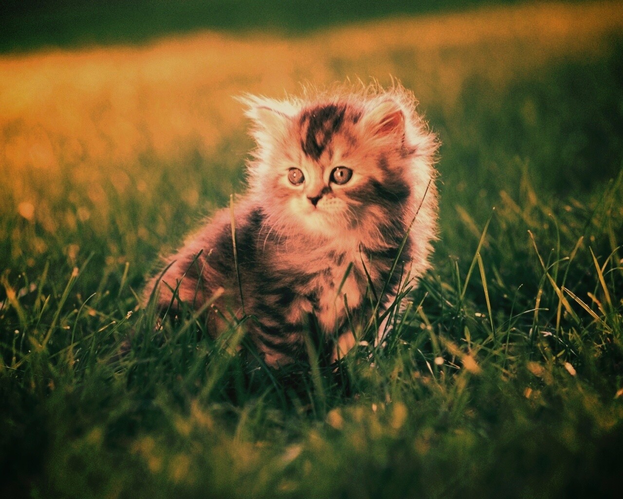 Пушистый котенок в траве обои