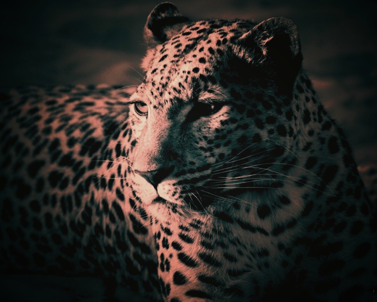 Леопард обои