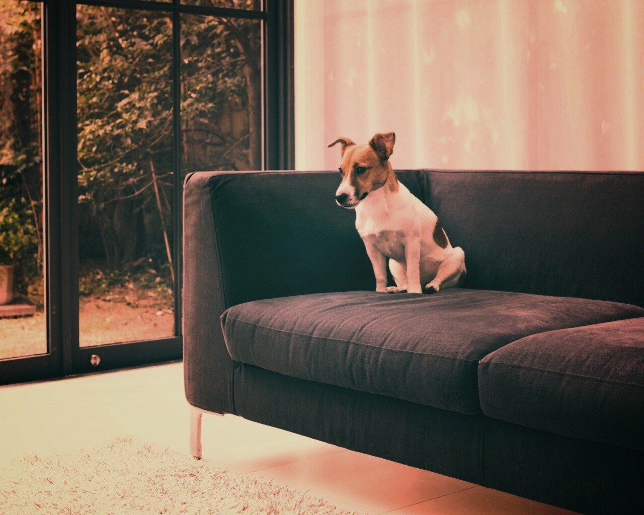 Пес на диване обои
