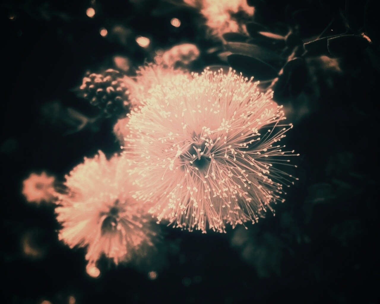 Сказочный цветок обои