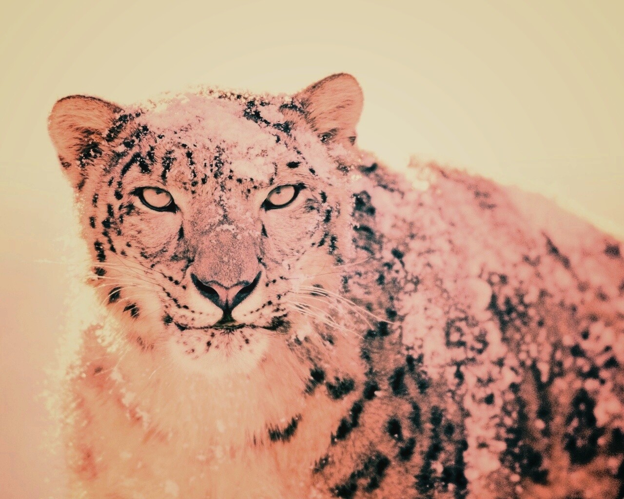 Снежный леопард обои