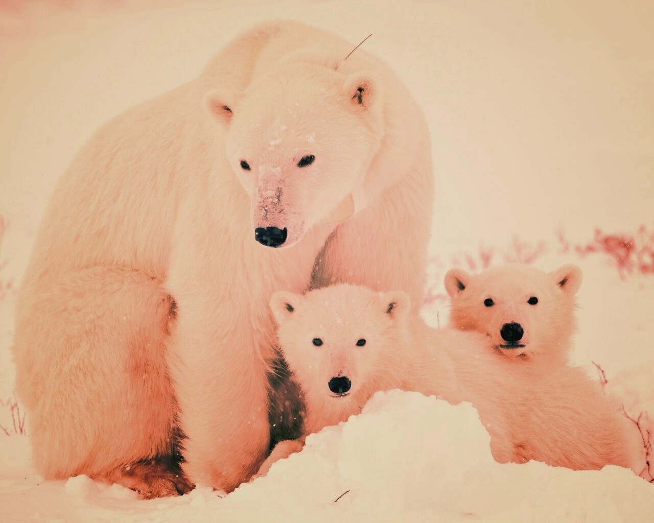 Белые медведи обои