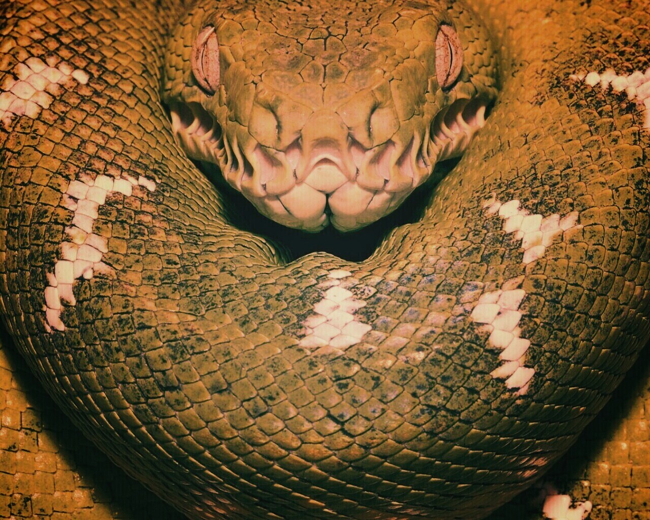 Зеленая змея обои