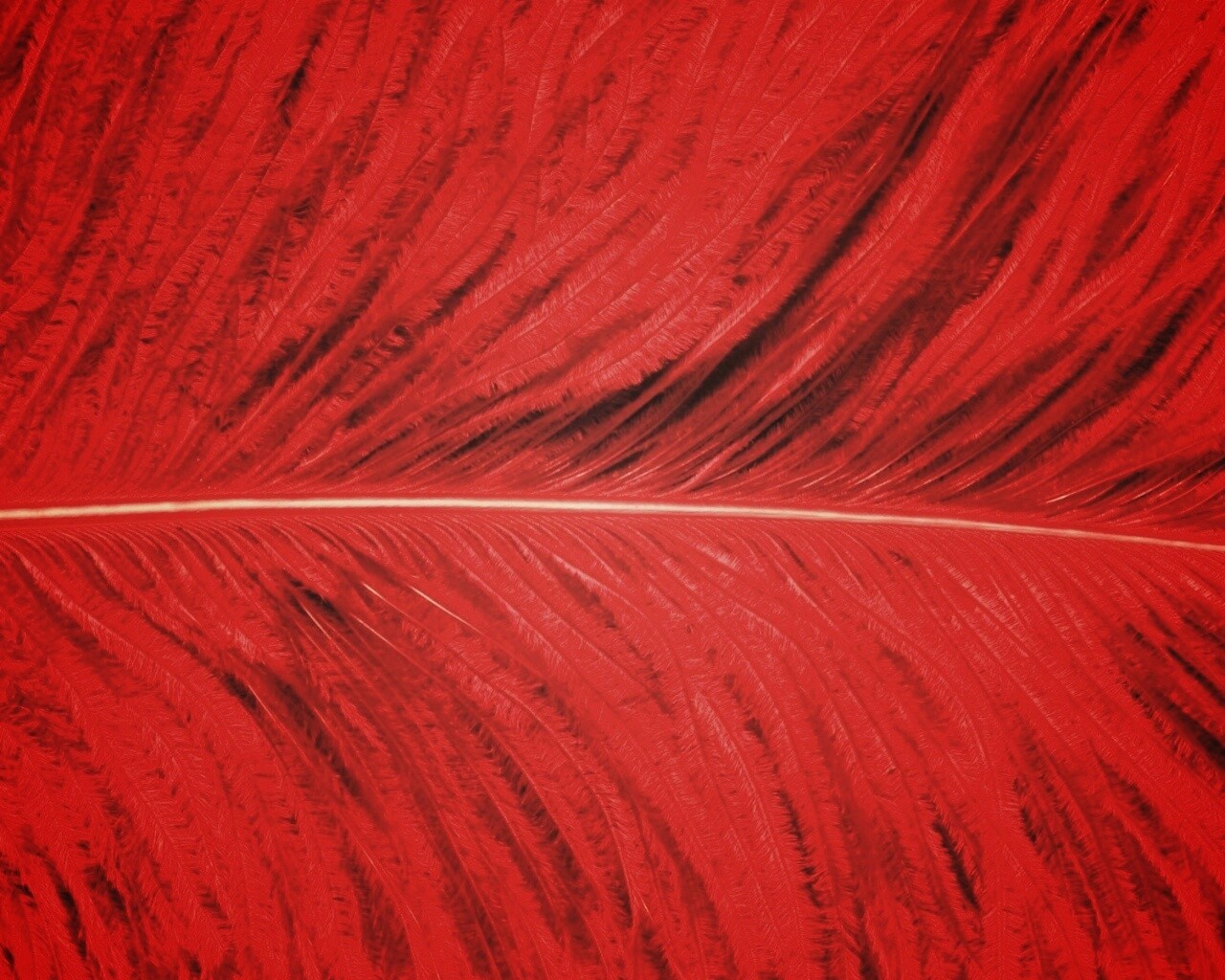 Перо попугая обои