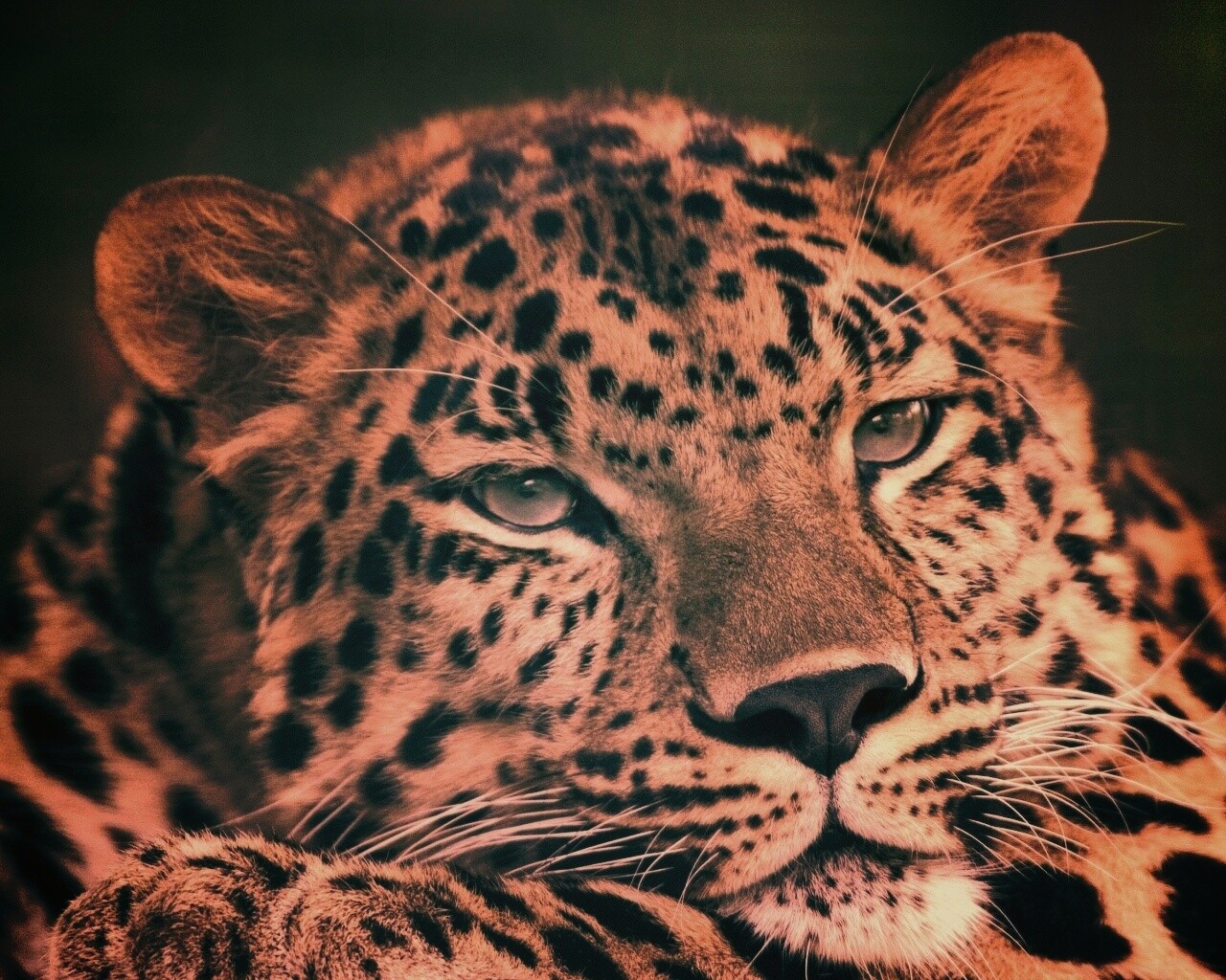 Злопасный ягуляр обои