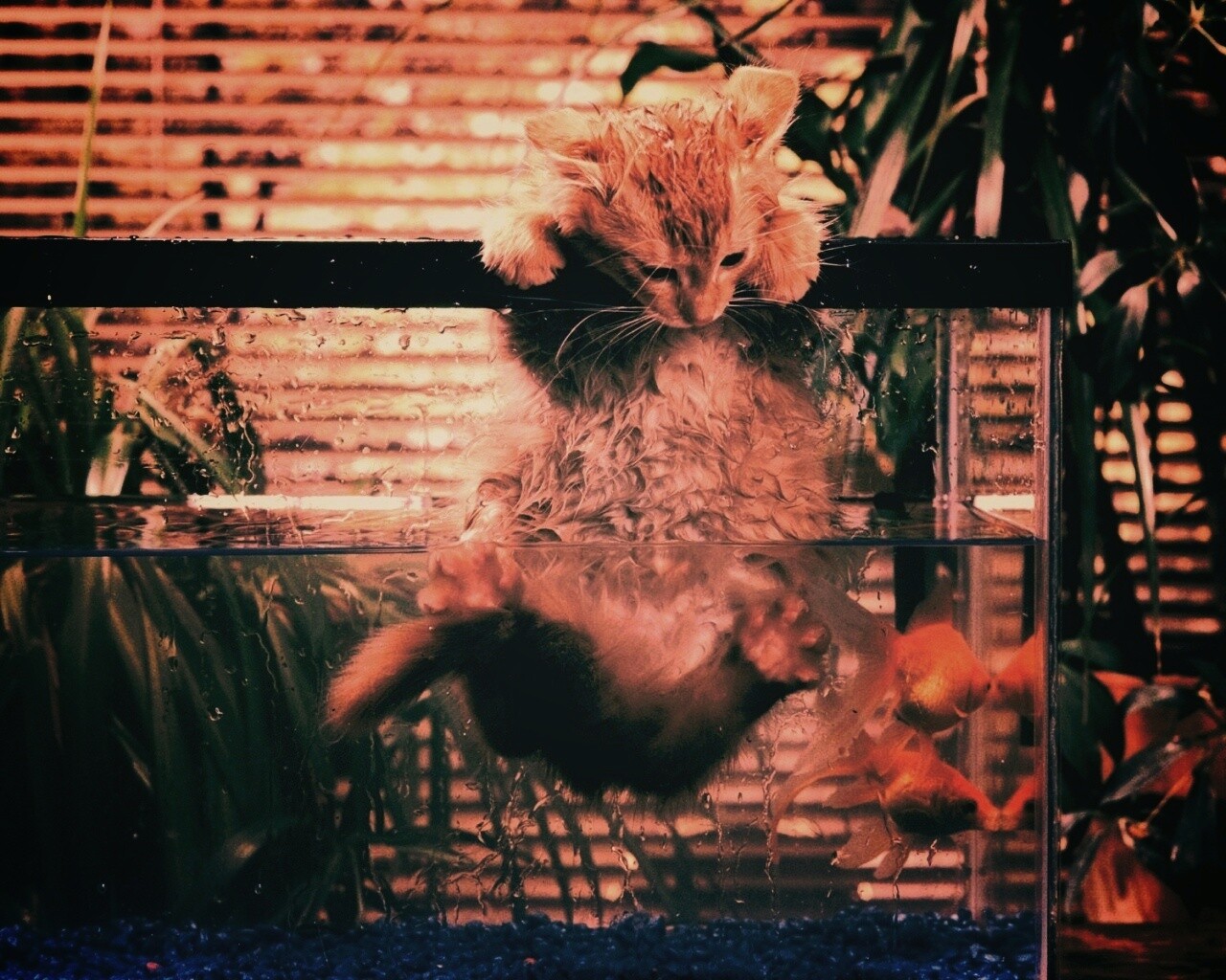 Мокрая киска обои