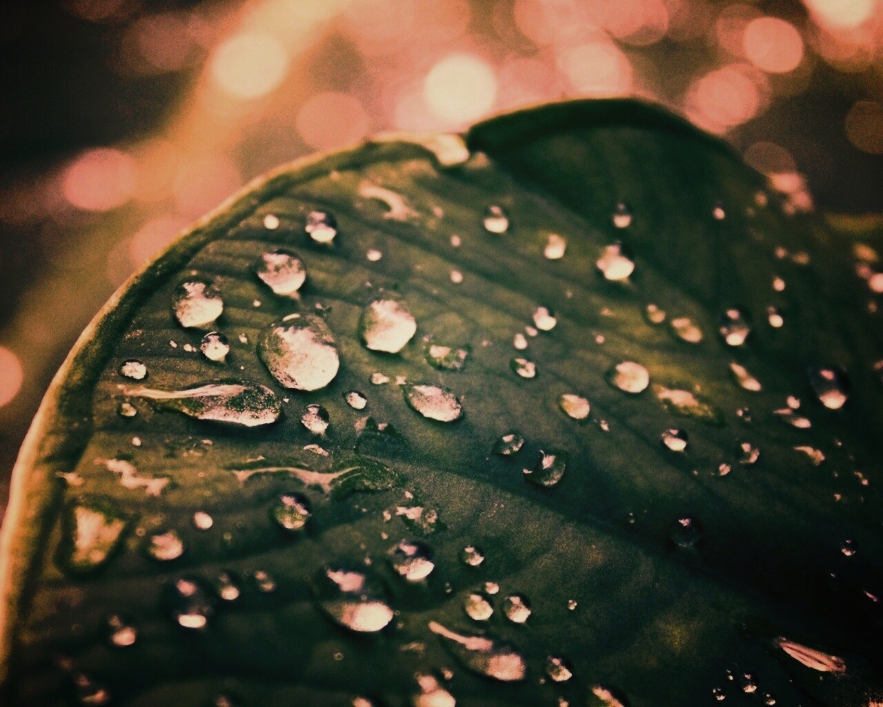 Роса на листке обои