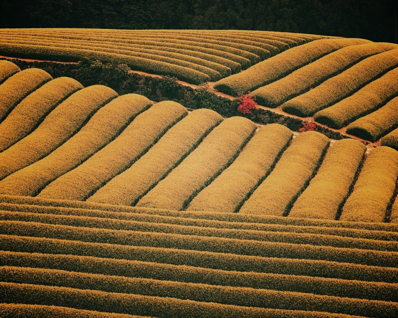 Красивые гряды обои