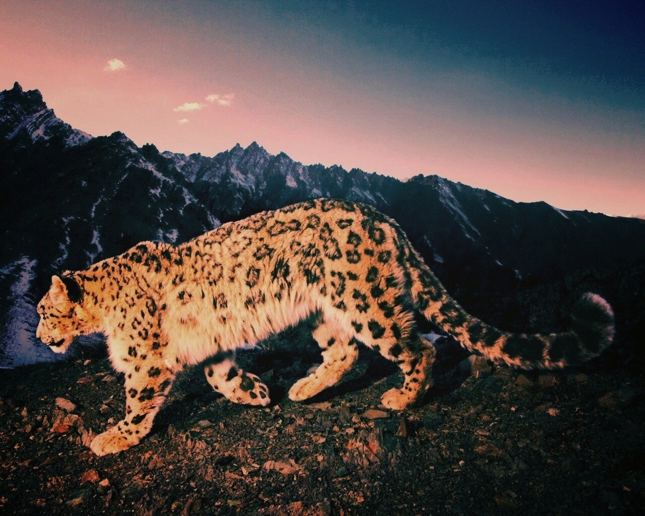 Леопард обои