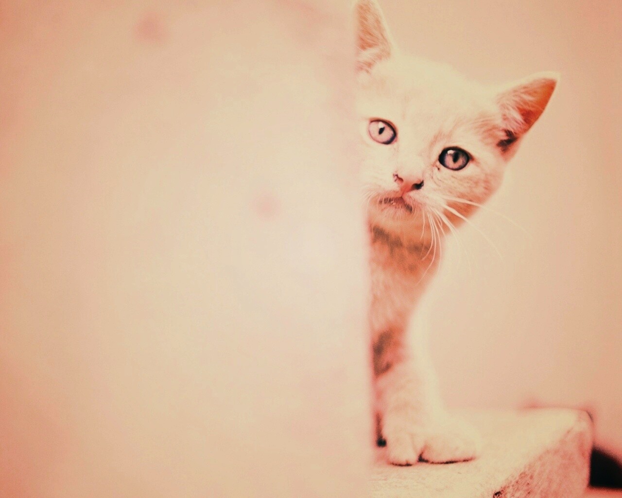 Котик из-за угла обои