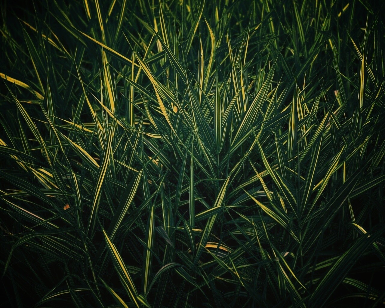 Дикая трава обои