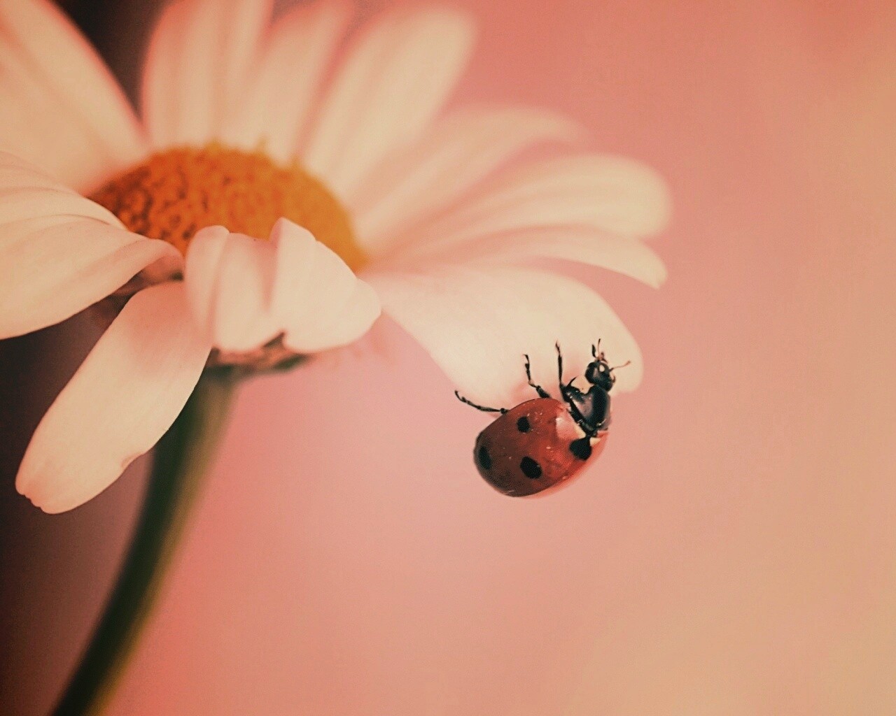 В гости к ромашке обои