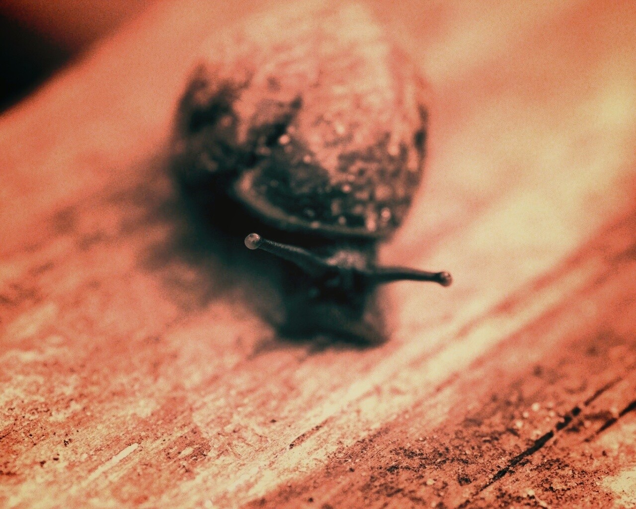 Улитка на ветке обои