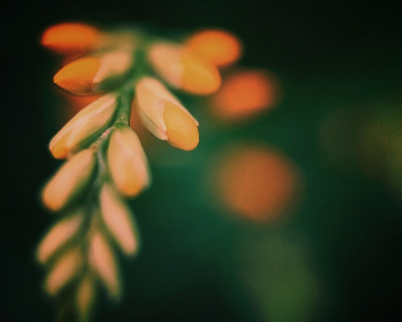 Гроздь обои