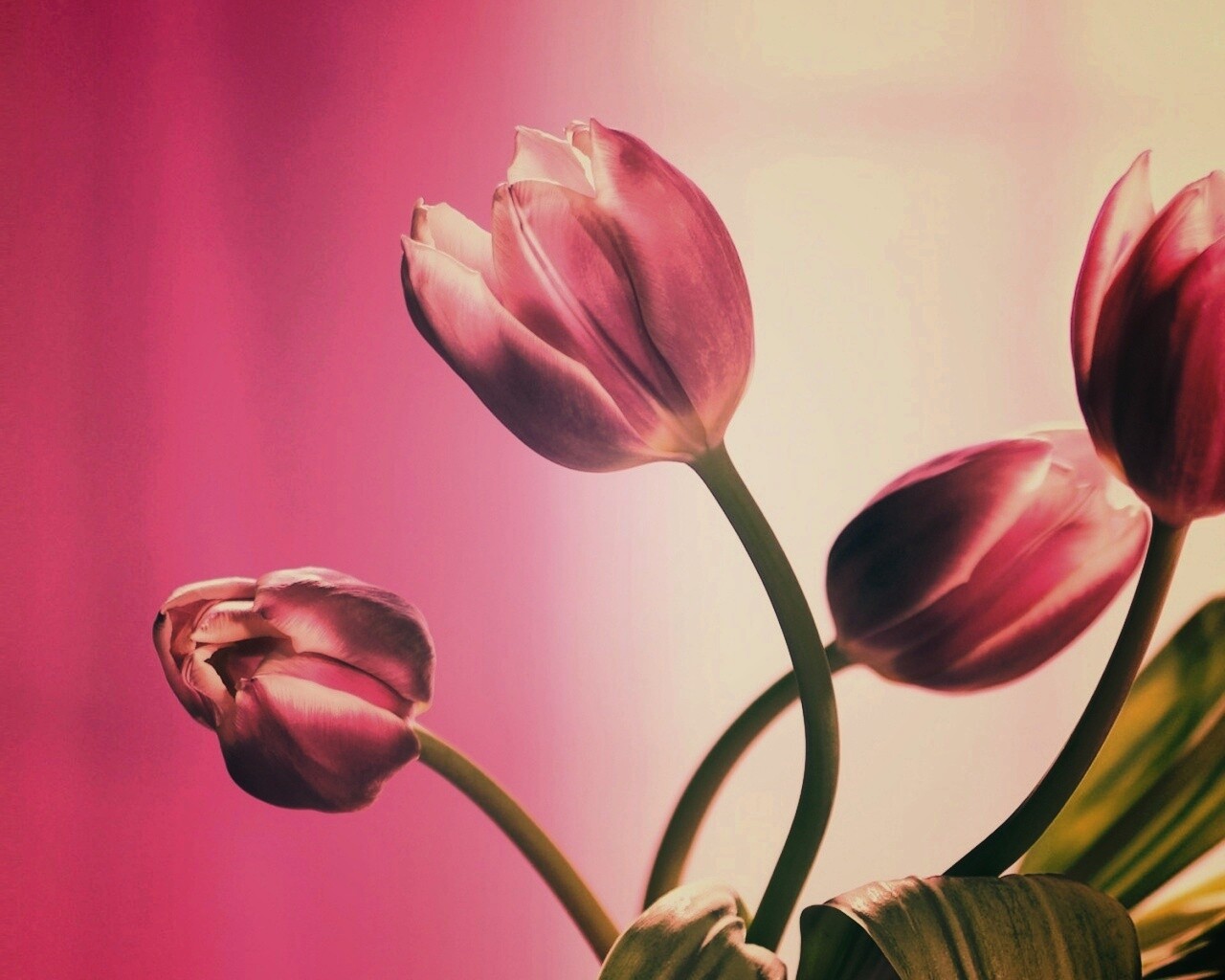 Сиреневые цветы обои