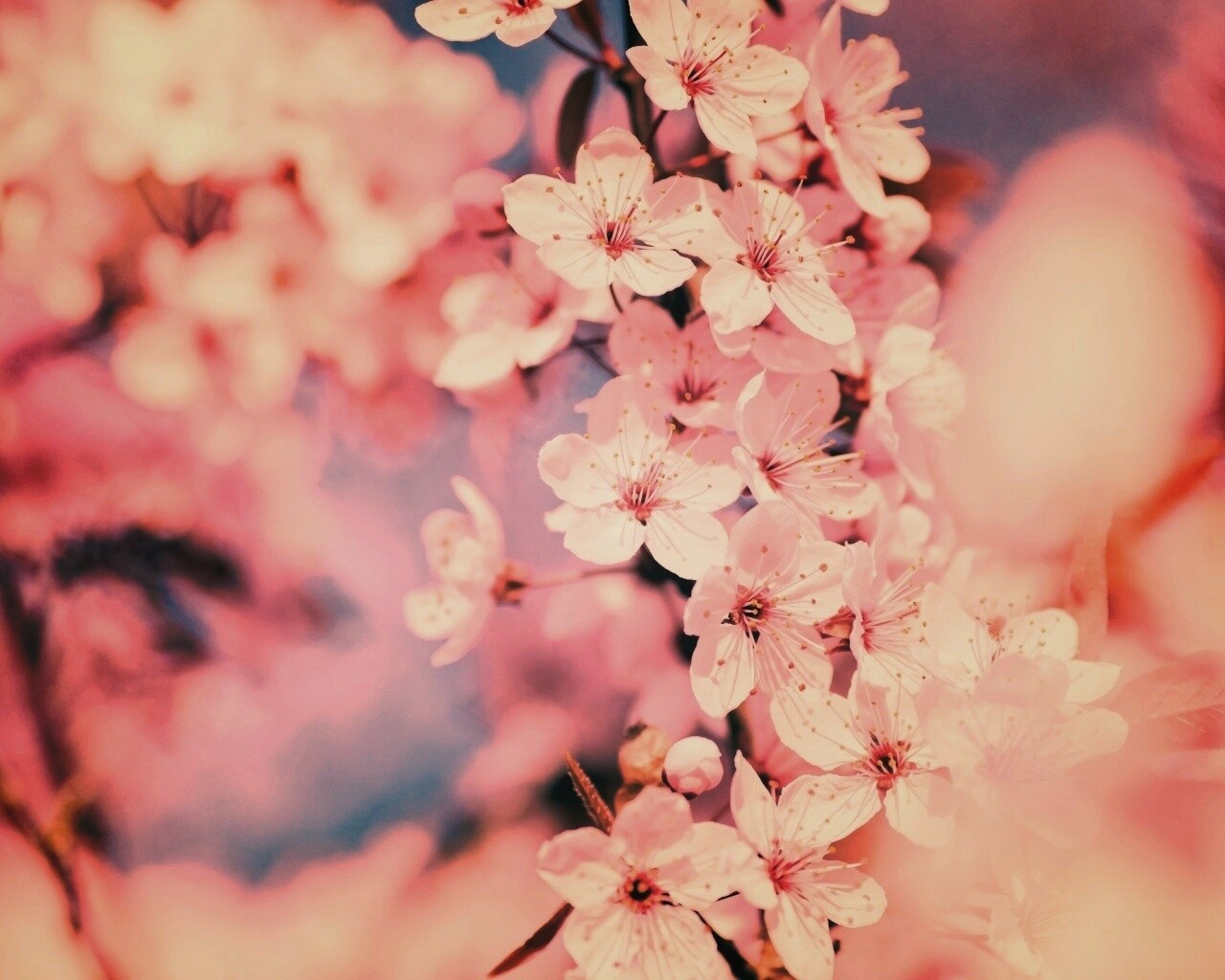 Цветение вишни обои