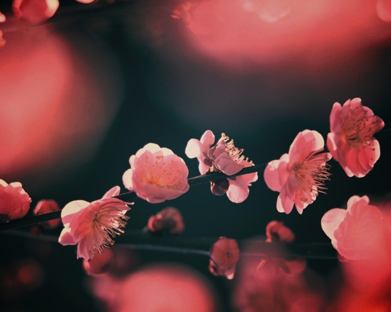 Цветущая вишня обои