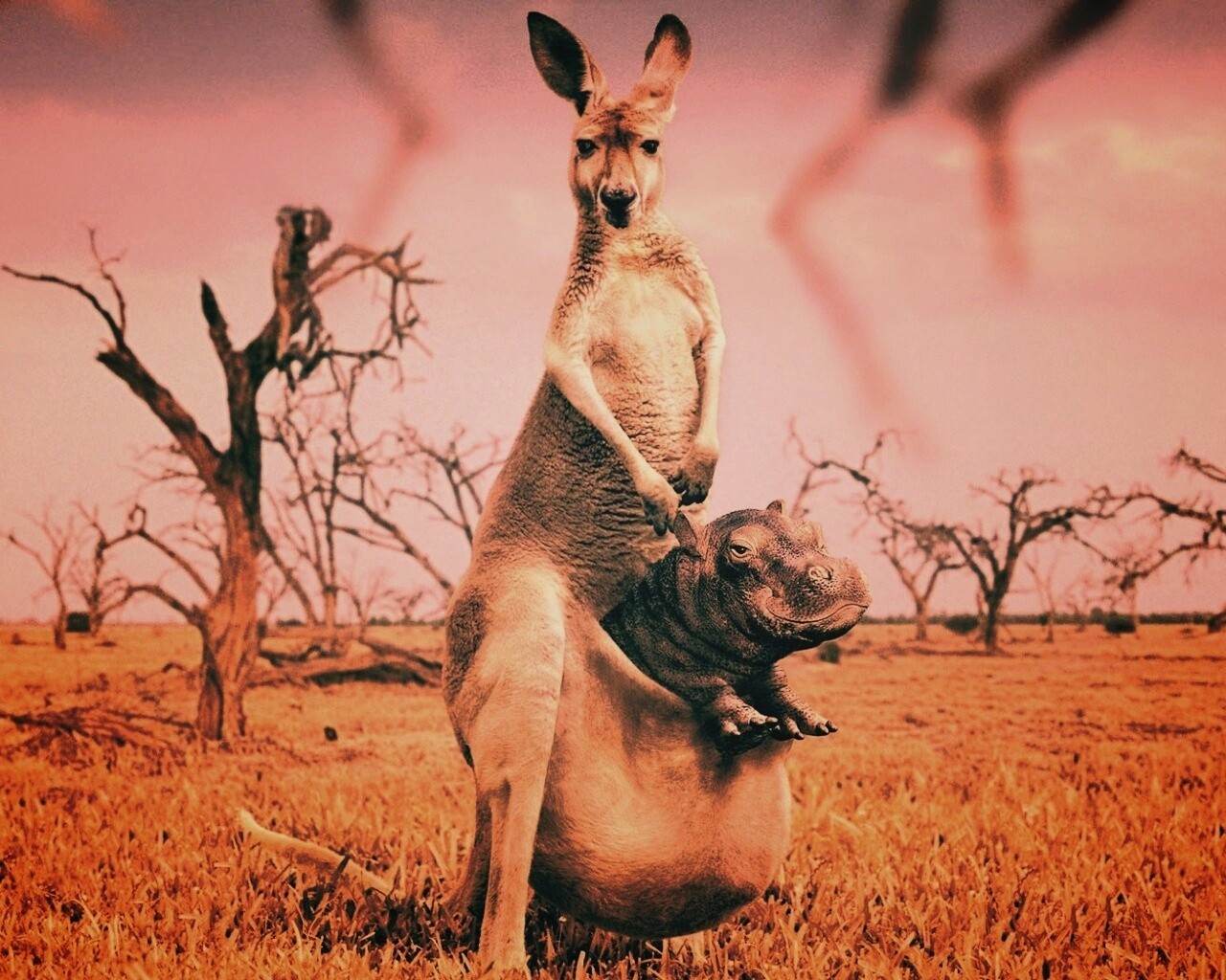 Кенгуру с бегемотом в сумке обои