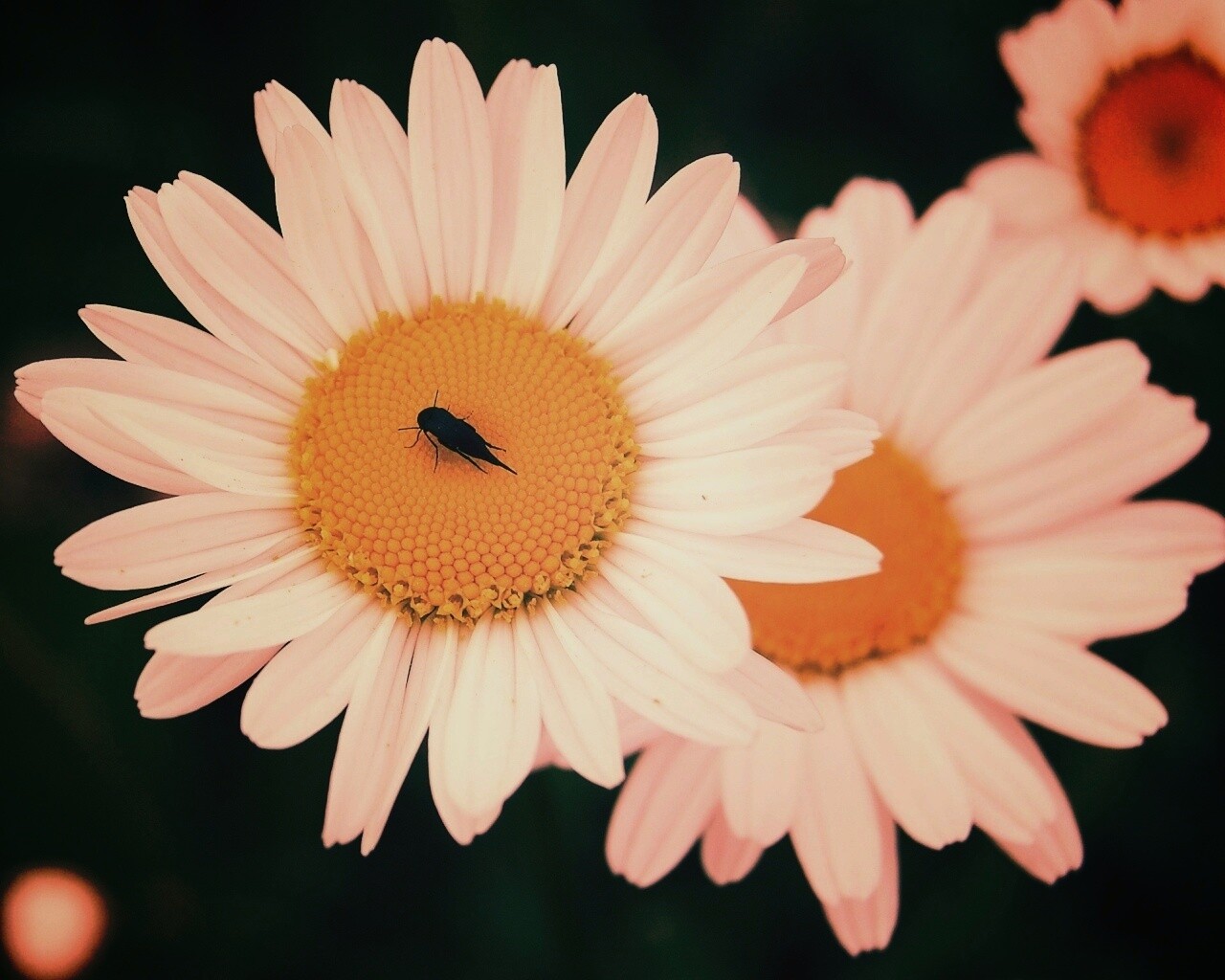 Ромашки обои