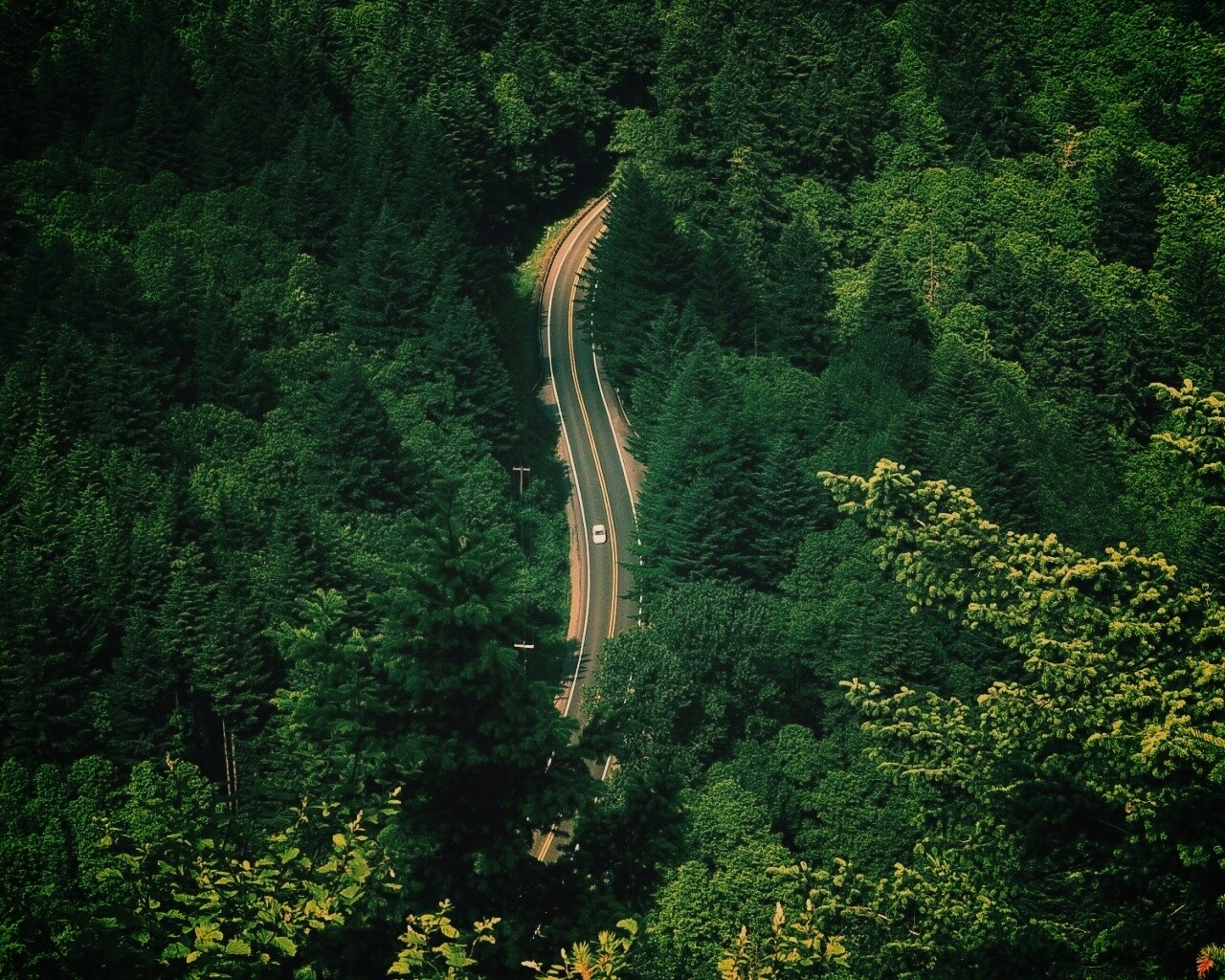 Лесная трасса обои