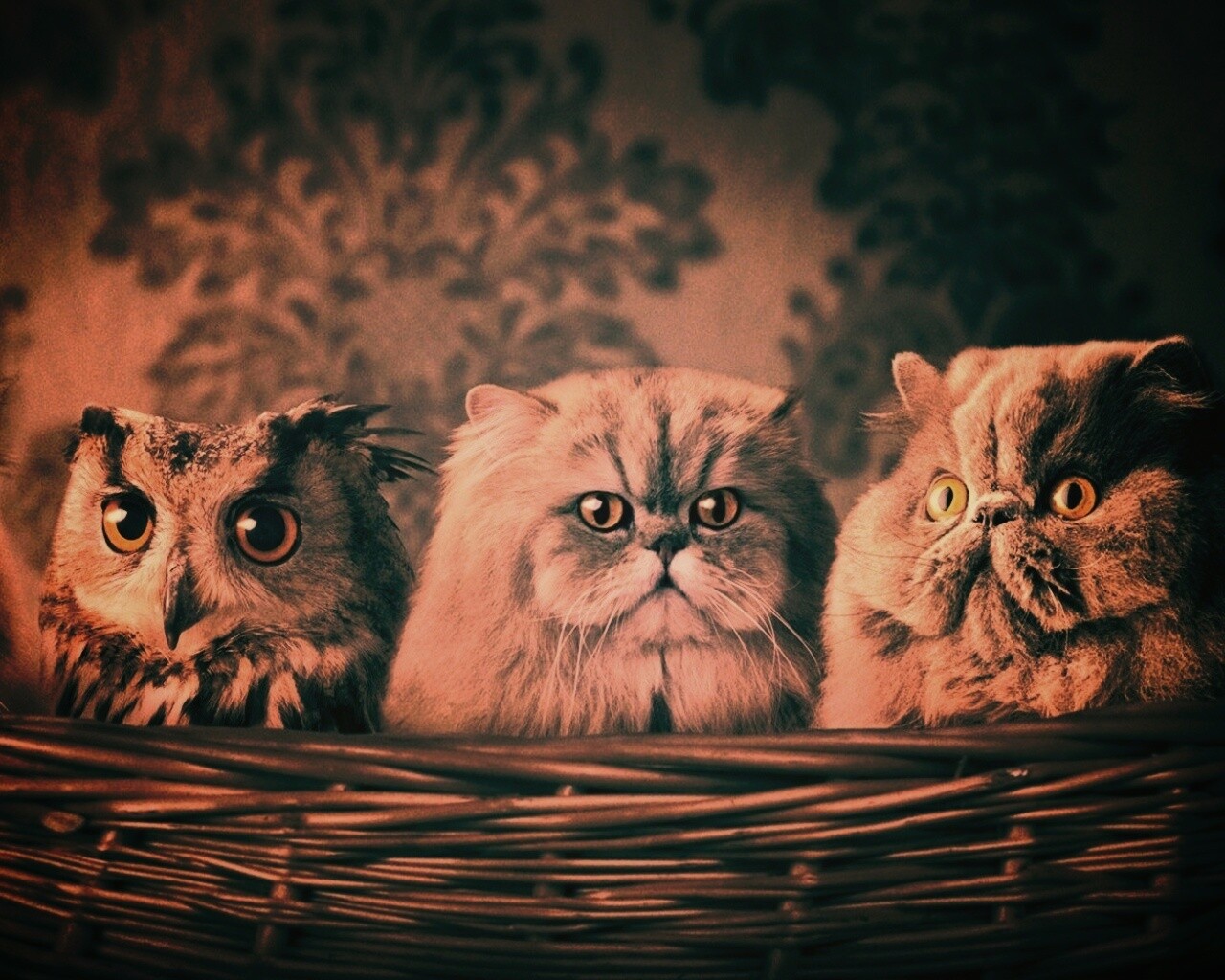 Чужой среди своих обои