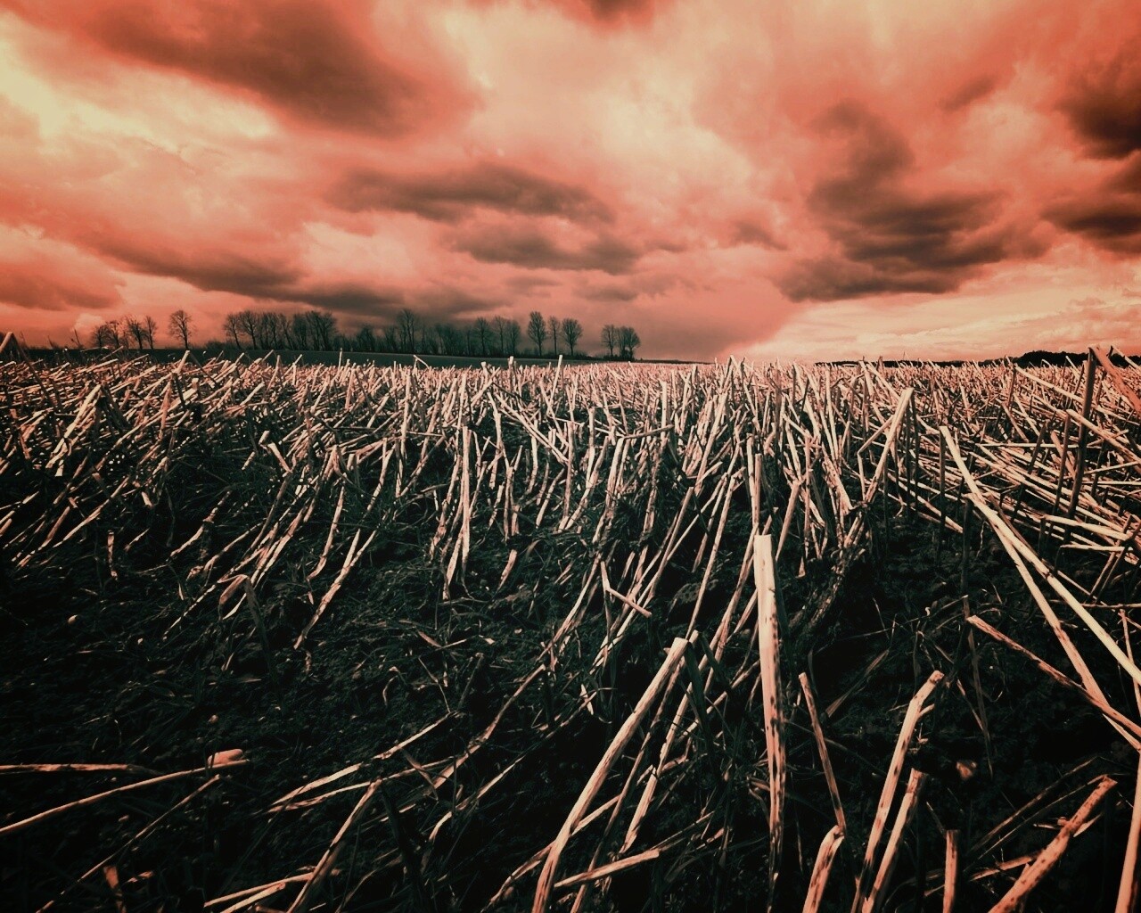 Убранное поле обои