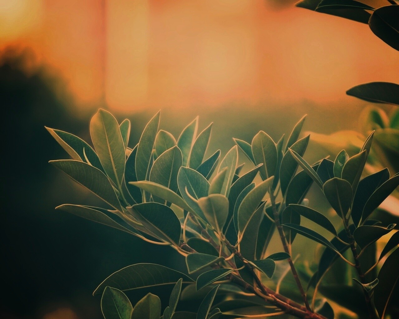 Листья обои