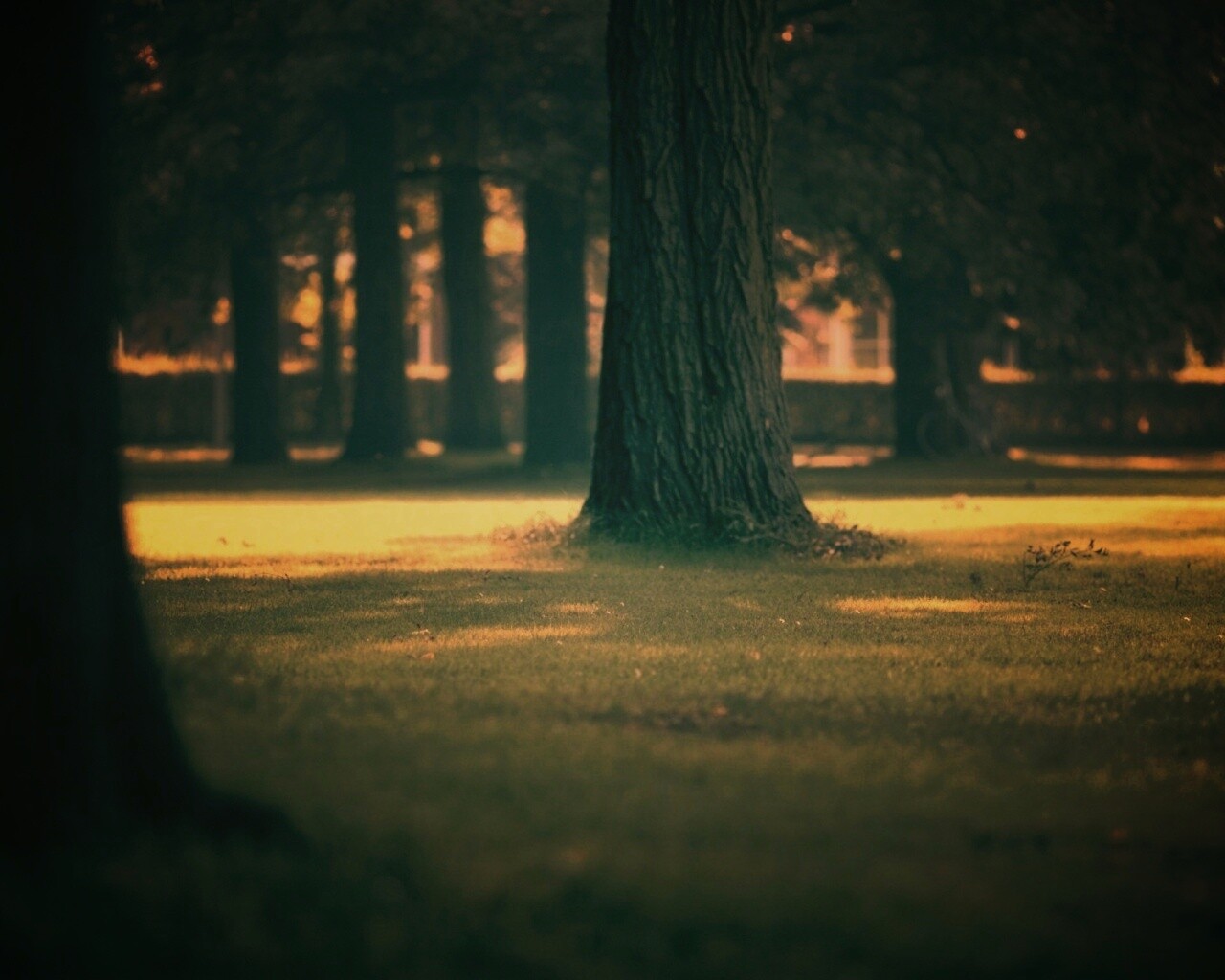 Ствол дерева обои