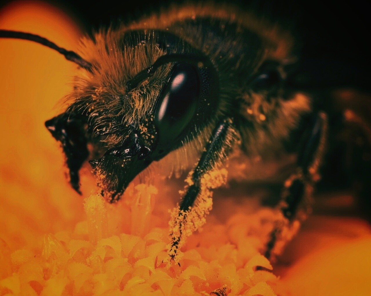 Пчела крупным планом обои