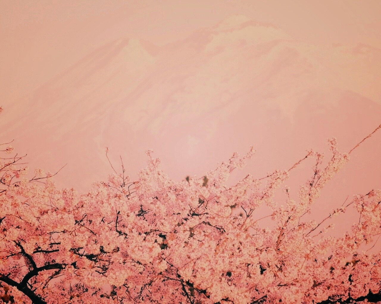 Цветение вишни в горах обои