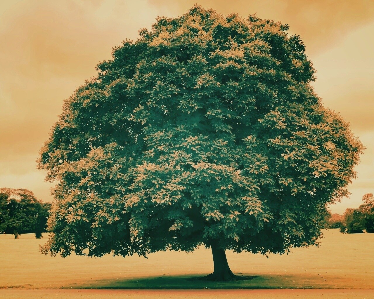 Зеленое ирландское дерево обои