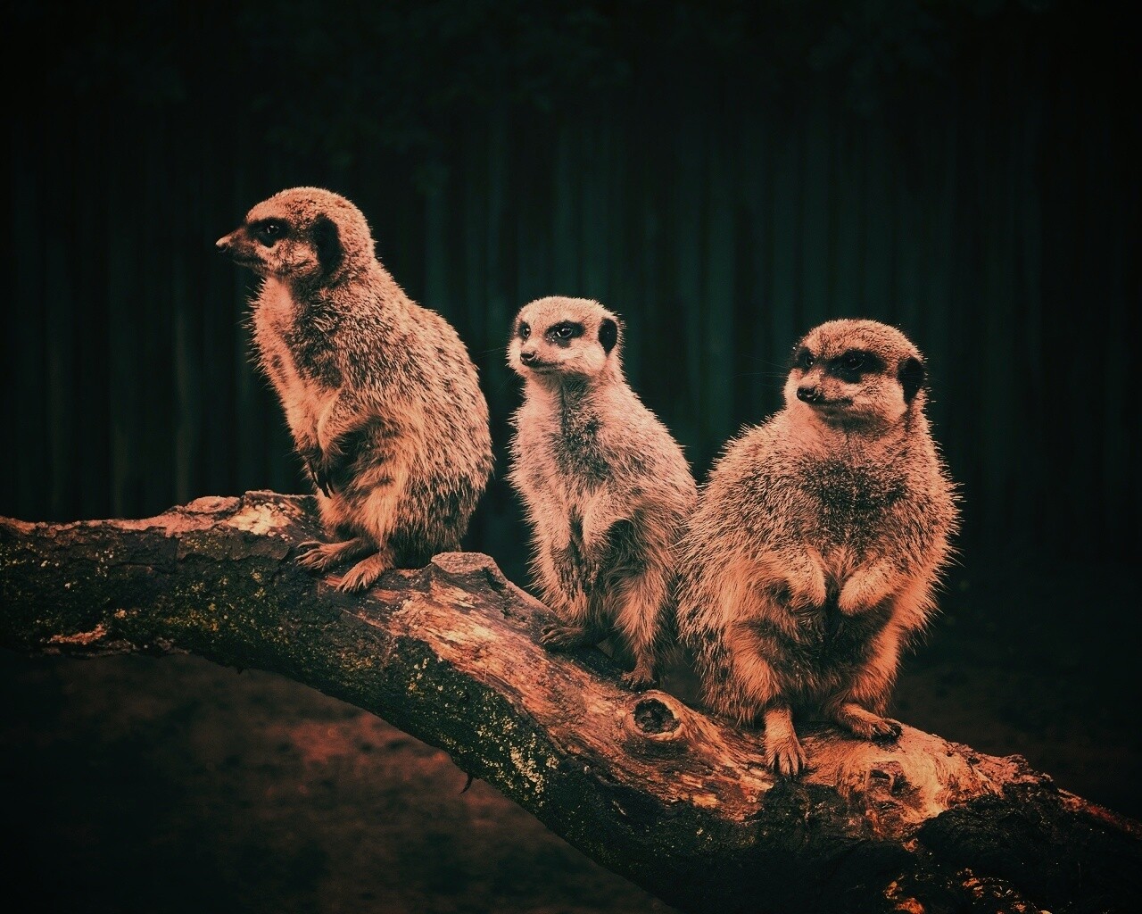 В дозоре обои