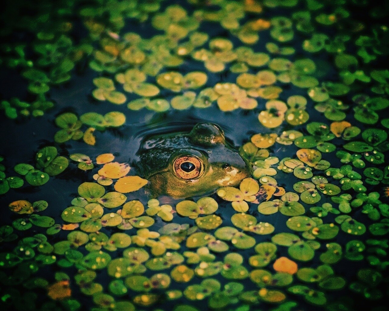 Маленькая лягушка обои
