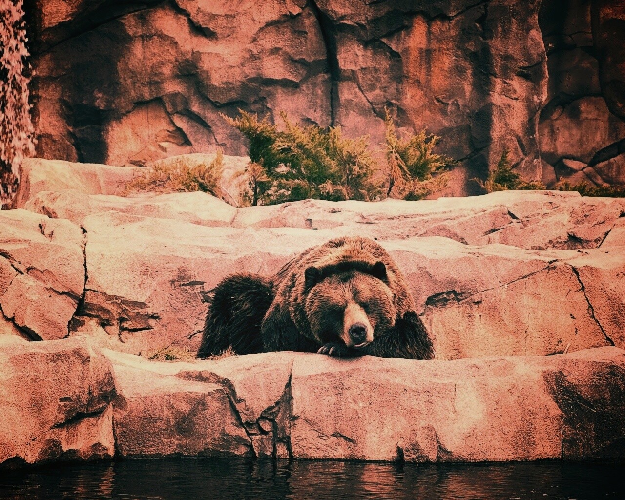 Медведь обои