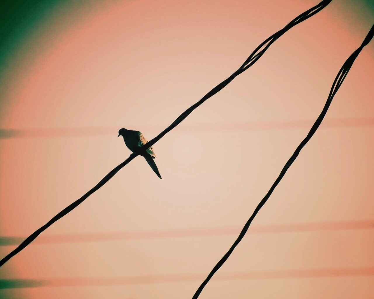 Птица на проводе обои