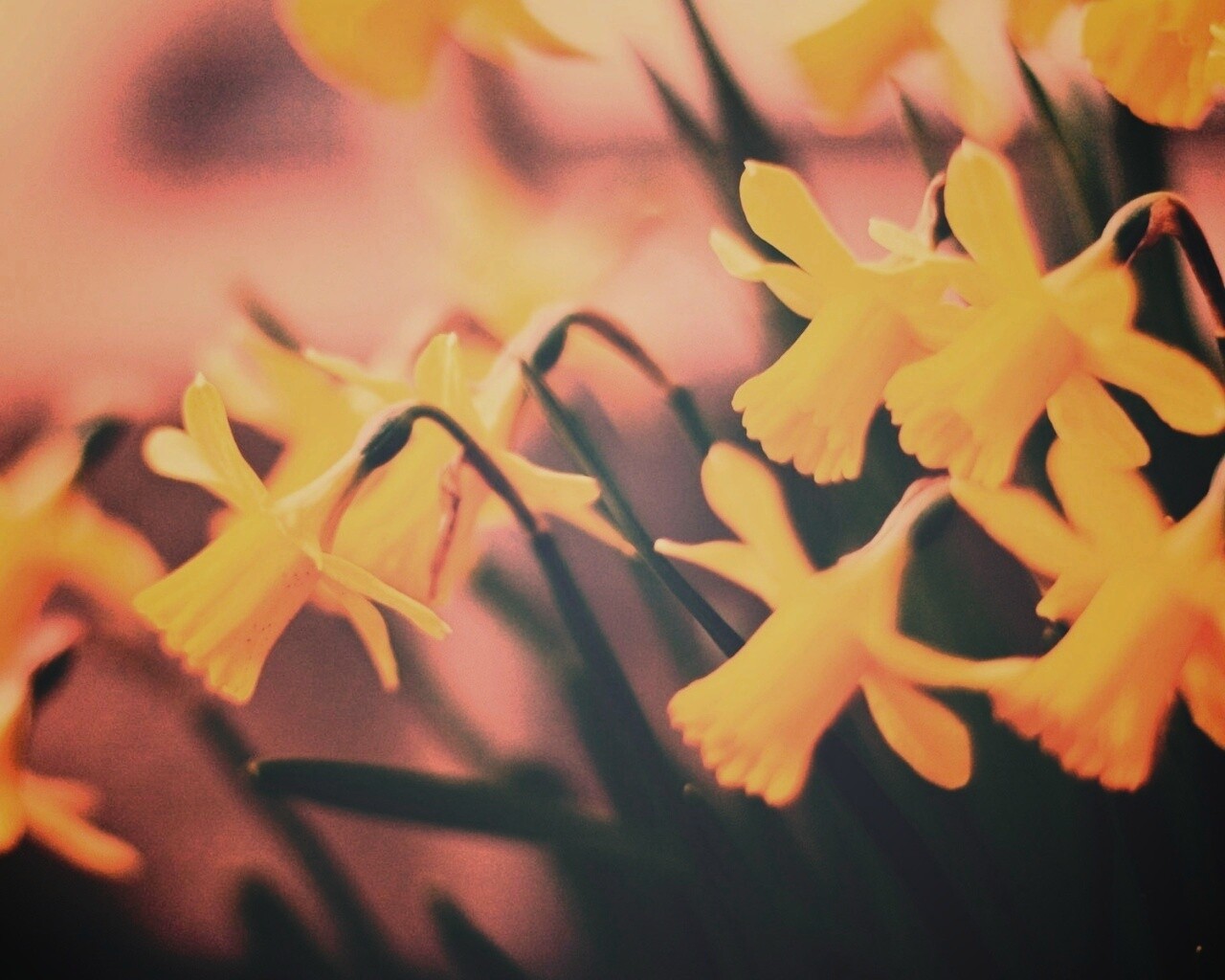 Нарциссы обои