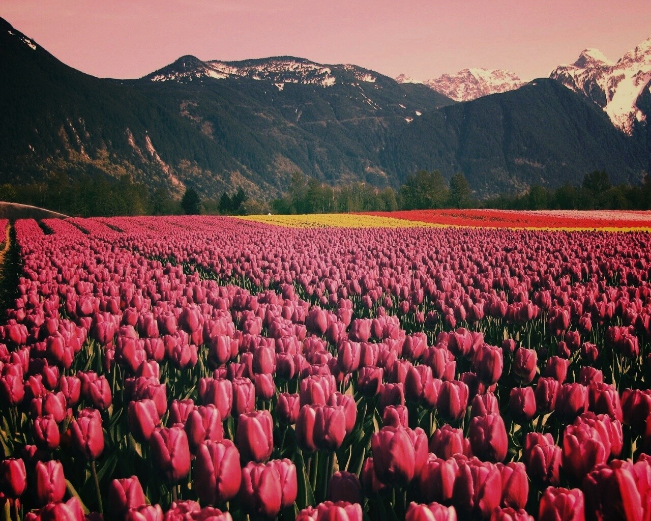 Поле тюльпанов обои