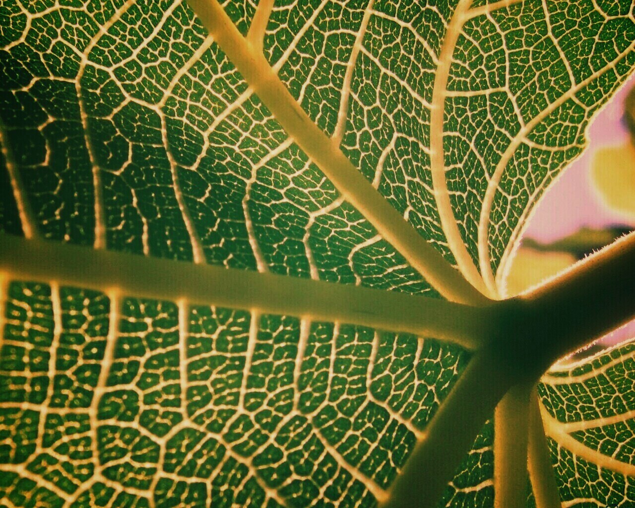 Внутренняя сторона листа обои