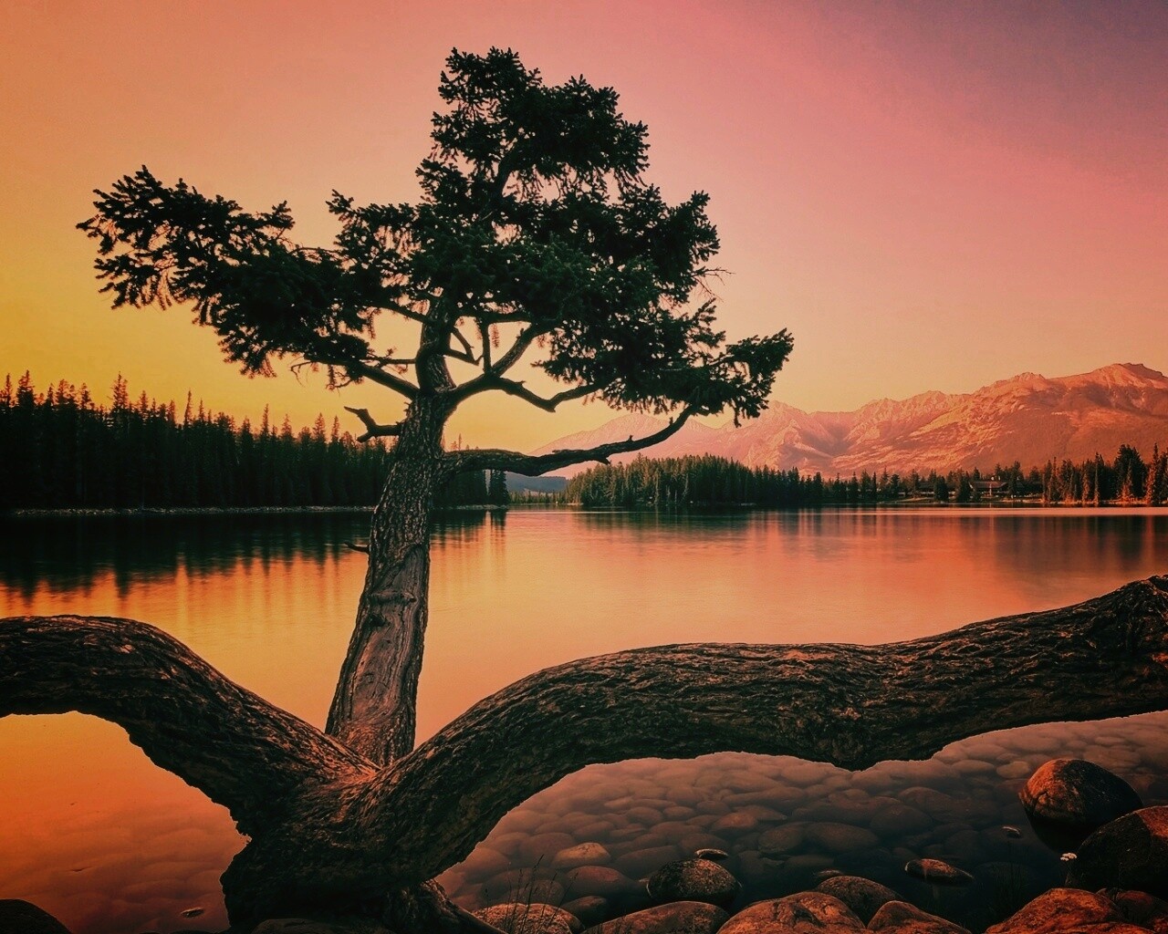 Дерево у горного озера обои