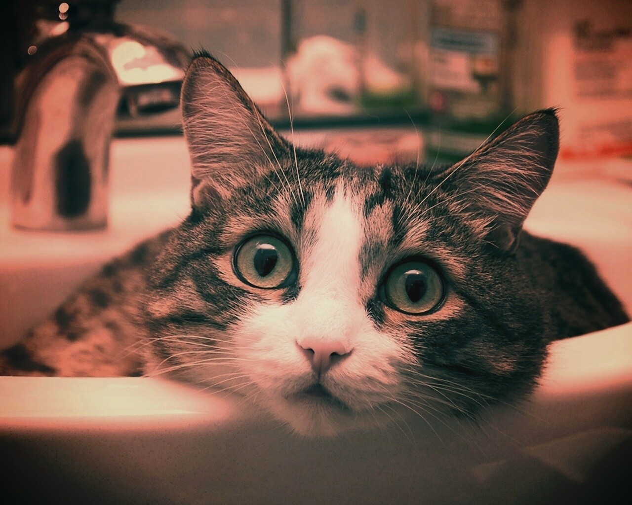 Кошак выглядывает из раковины обои